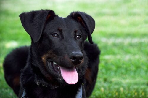 gadgets pour chiens