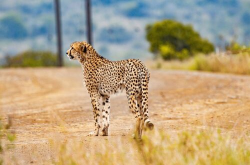 animaux endurants