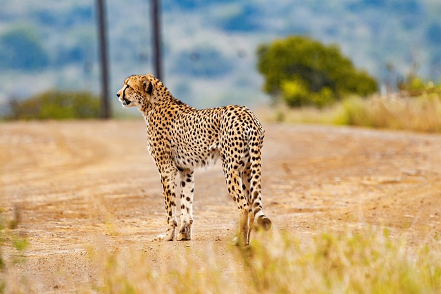 animaux endurants