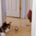 jouets pour chats